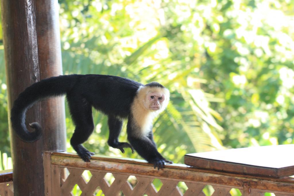 Jungle Villa Manuel Antonio Dış mekan fotoğraf