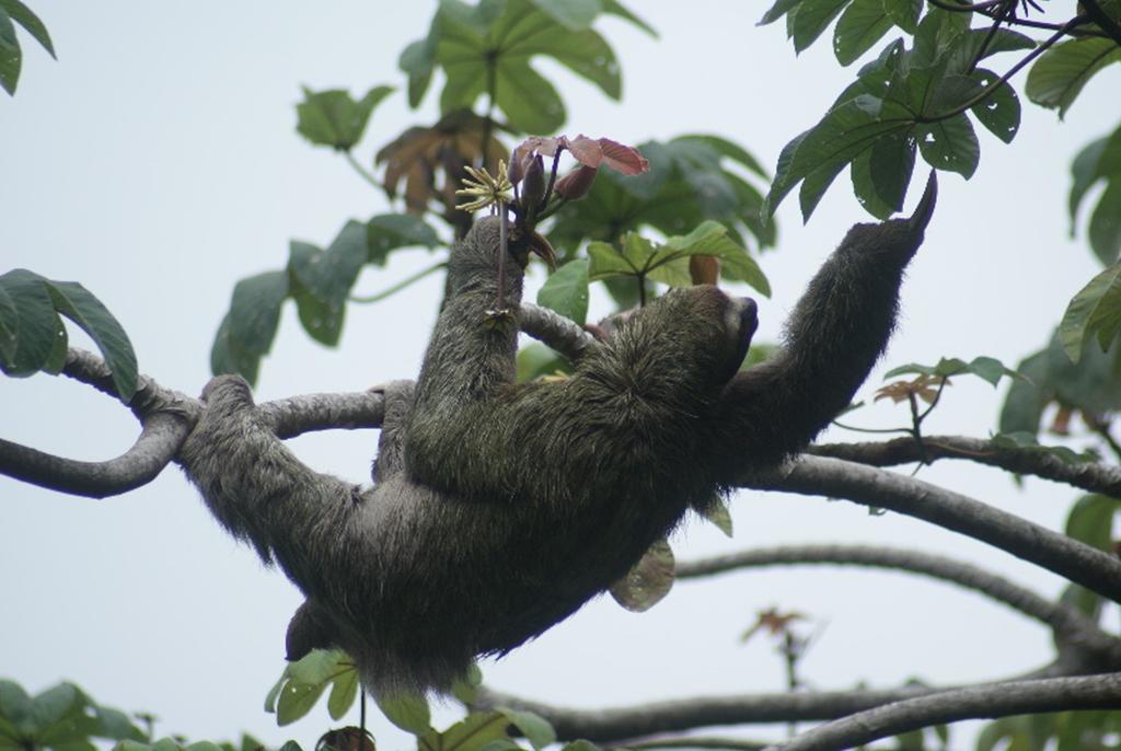 Jungle Villa Manuel Antonio Dış mekan fotoğraf