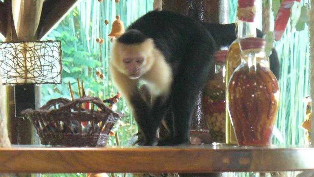 Jungle Villa Manuel Antonio Dış mekan fotoğraf