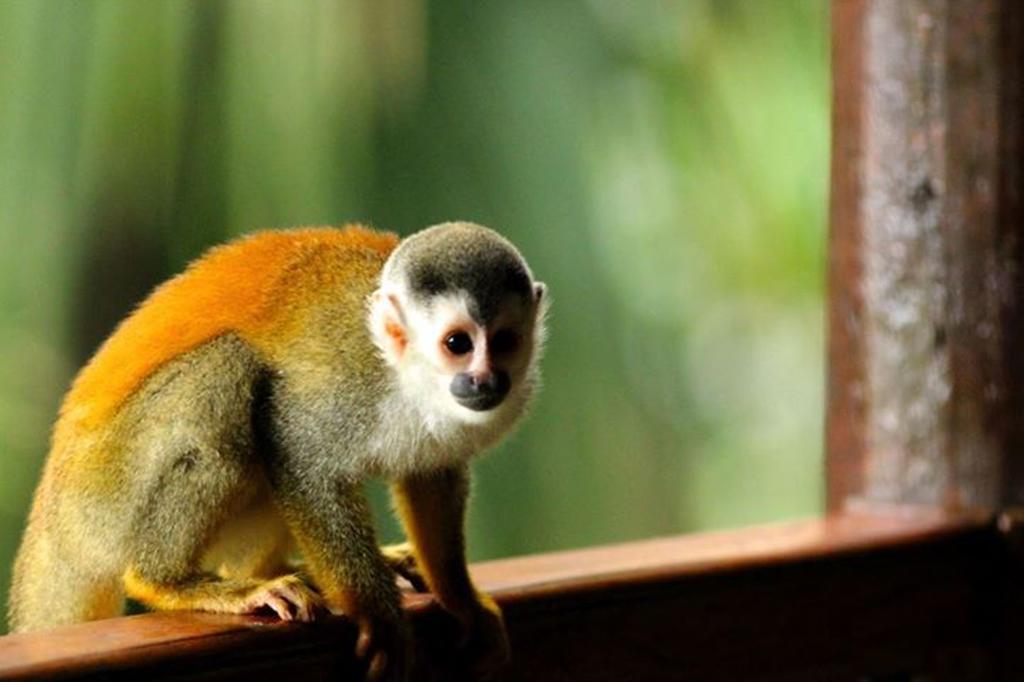 Jungle Villa Manuel Antonio Dış mekan fotoğraf