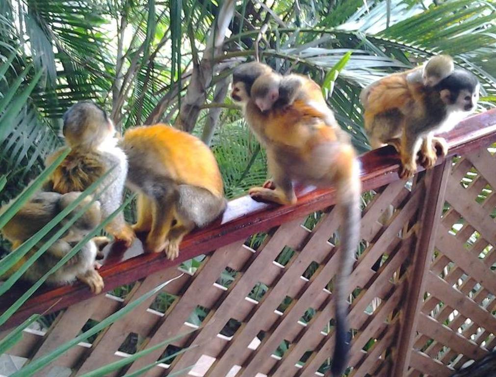 Jungle Villa Manuel Antonio Dış mekan fotoğraf
