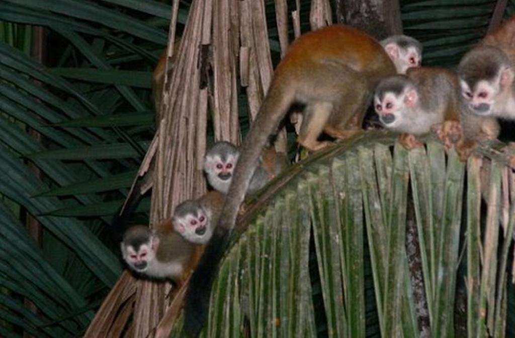 Jungle Villa Manuel Antonio Dış mekan fotoğraf