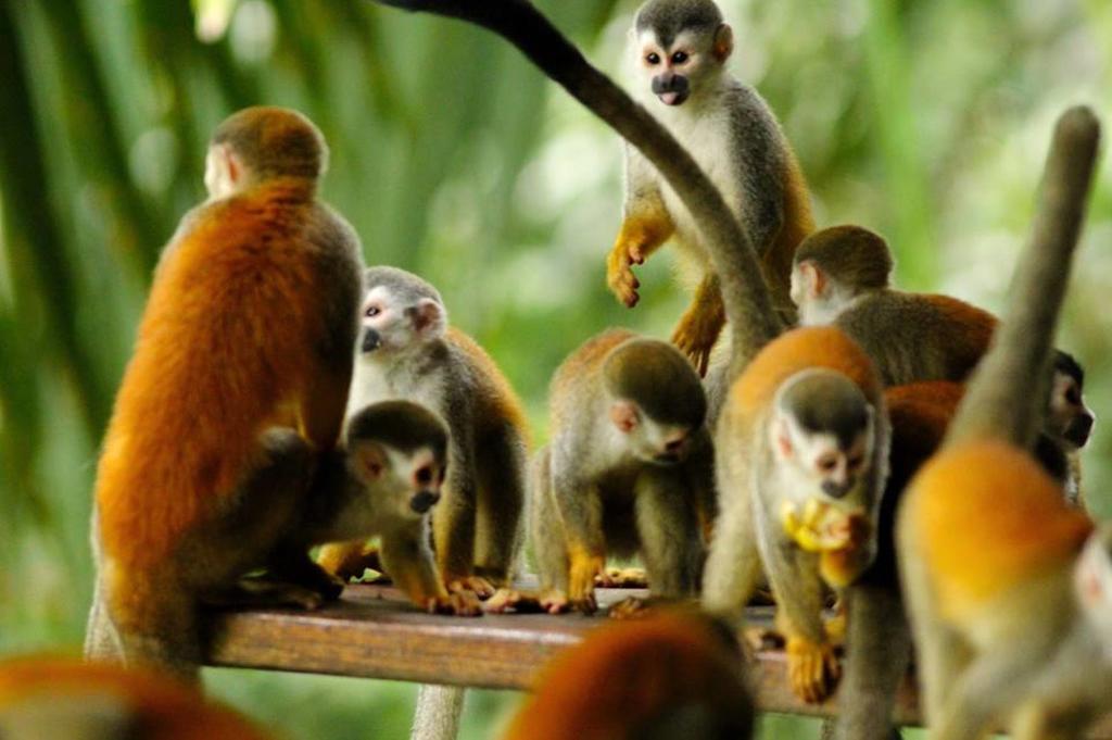 Jungle Villa Manuel Antonio Dış mekan fotoğraf