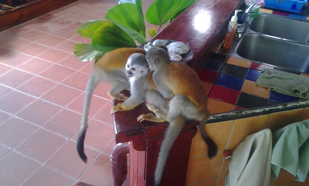 Jungle Villa Manuel Antonio Dış mekan fotoğraf
